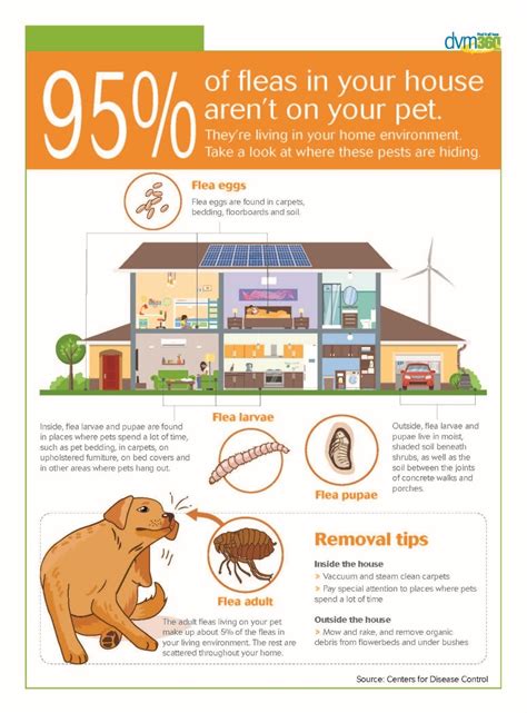 fleas in house no pets